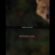 Oʻzbek Taysindan Motivatsiya