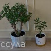 Tolstyanka Money Tree Роукс