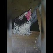 Режина Дуарте Антонио Фагундес Габриела Дуарте Прикол