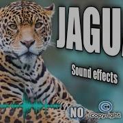 Sumbu Studio Jaguar Sounds