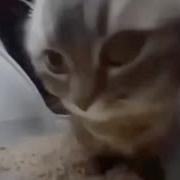 Чипи Чапа Мем 1Час