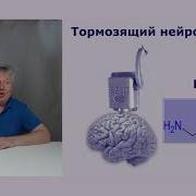 Как Улучшить Свой Мозг С Помощью Гамк Gaba