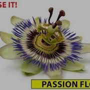 Passion Flower