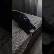 Говорят Что В Нашем Доме Пахнет Собакой