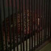 Leopard In Cage