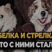 Белка И Стрелка За Нами Гонятся Полиция