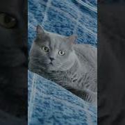 Захожу В Комнату А Там Кот Кот