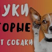 Звуки Для Собак Чтобы Они Сошли С Ума