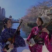 Shamisen Sakura