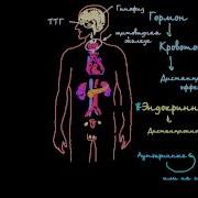 Эндокринная Система