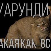 Ягуарунди