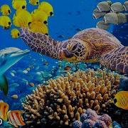 New 3 Hours Of 4K Underwater Wonders Relaxing Music Coral Reefs