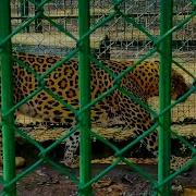 Leopard In Cage Virale Kimadi