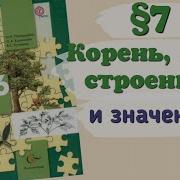 Биология 6 Класс 7 Параграф Корень Его Строение И Значение