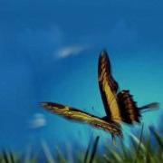 Bin Fackeen Butterfly Effect Daiquiri Rmx