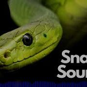 Snake Sound