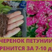 Петунии Черенкование