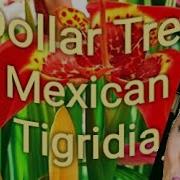 Tigridia