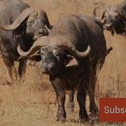 Buffalo And Bison Sounds