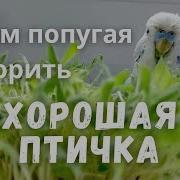 Учим Попугая Говорить Хорошая Птичка