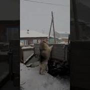 Вадим Давай Попиздим