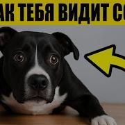 Животное Человек Психология