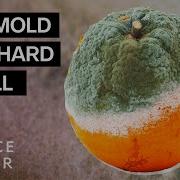 Mold