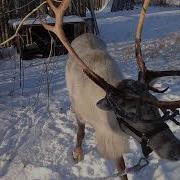 Так Вот Ты Какой Северный Олень