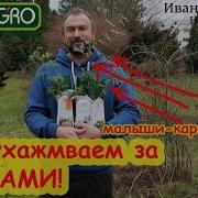 Иван Русских Розы Весной