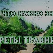 Секреты Травника Все Что Нужно Знать