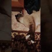 Так Так А Кто Это У Нас Дрыхнет