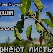 Осенние Листья Груши Цветут Белым