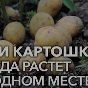 Ольга Ивановна После Картошки