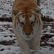 Golden Tiger