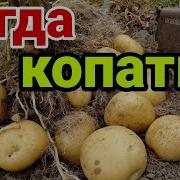 Картошку Капать