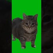 Фонк Для Крутых Котов