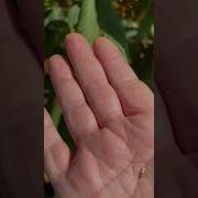 Amaranth 2023