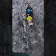 Смешная Озвучка Собака И Снег