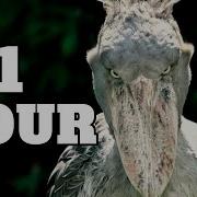 Shoebill Stork In Rain Meme For 1 Hour