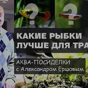 Какие Рыбки Лучше Для Аквариума Травника Аква Посиделки С А Ершовым