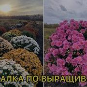 Хризантема