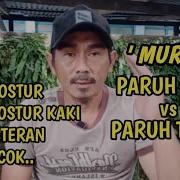 Masteran Untuk Murai Paruh Tipis