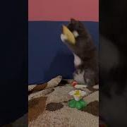 Кот С Днем Рождения