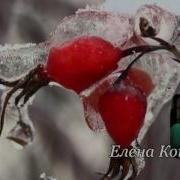Елена Котова