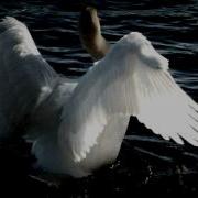 Tchaikovsky Swan Lake