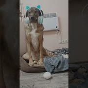 А Кто Сказал Что Моё Яичко Не Танцует