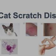 Cat Scratch