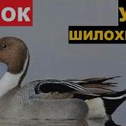 Шилохвость Голос Скачать