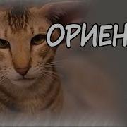 Ориентальная Кошка