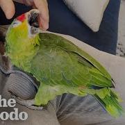 Parroter